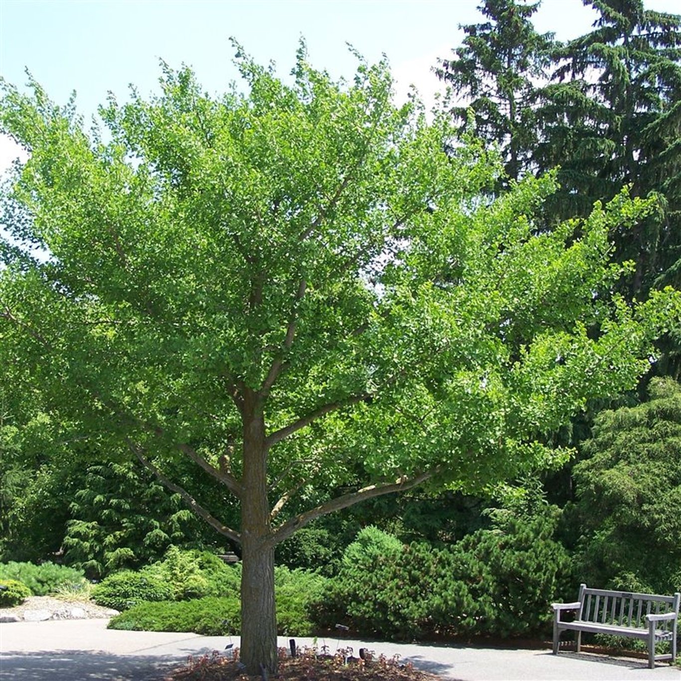 Ginkgo – Ginkgo biloba - C7,5 100-125 CM